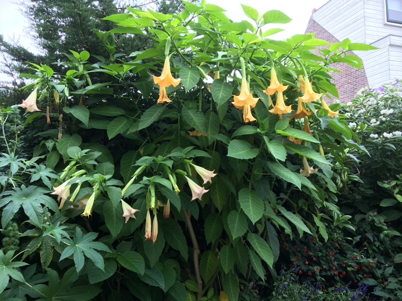 Angel's-trumpet | NVBT